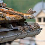 Pourquoi et comment nettoyer les gouttières ?